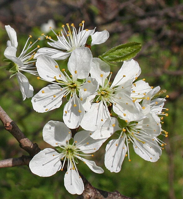 Schlehe (Prunus spinosa ) – Produktbild, heimische Wildpflanze, Gehölze, naturnaher Garten